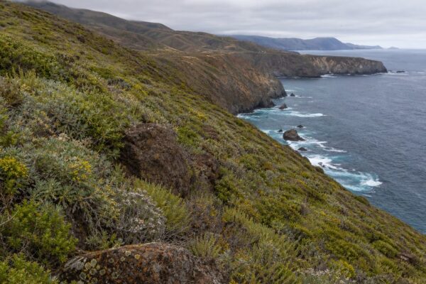 Channel Islands National Park and the Isolation That Made a Miniature Galápagos