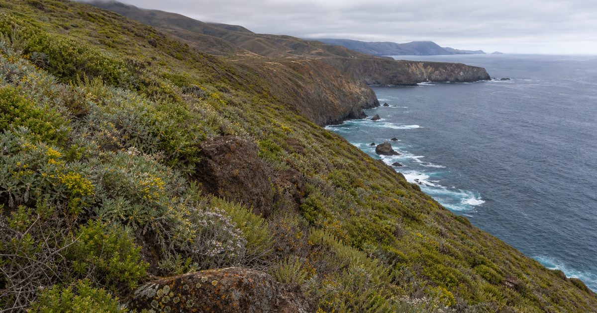 Channel Islands National Park and the Isolation That Made a Miniature Galápagos