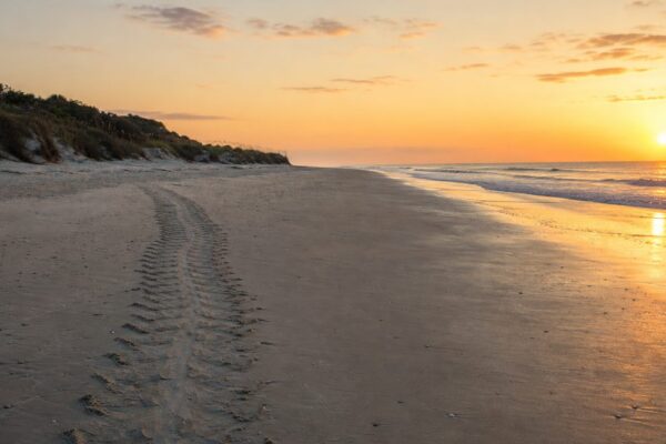 Fripp Island and the Fragile Ecology of South Carolina’s Sea Islands