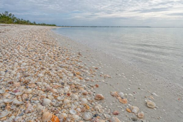 Sanibel Island Shells: Why This Gulf Coast Island Collects the Sea’s Debris So Well