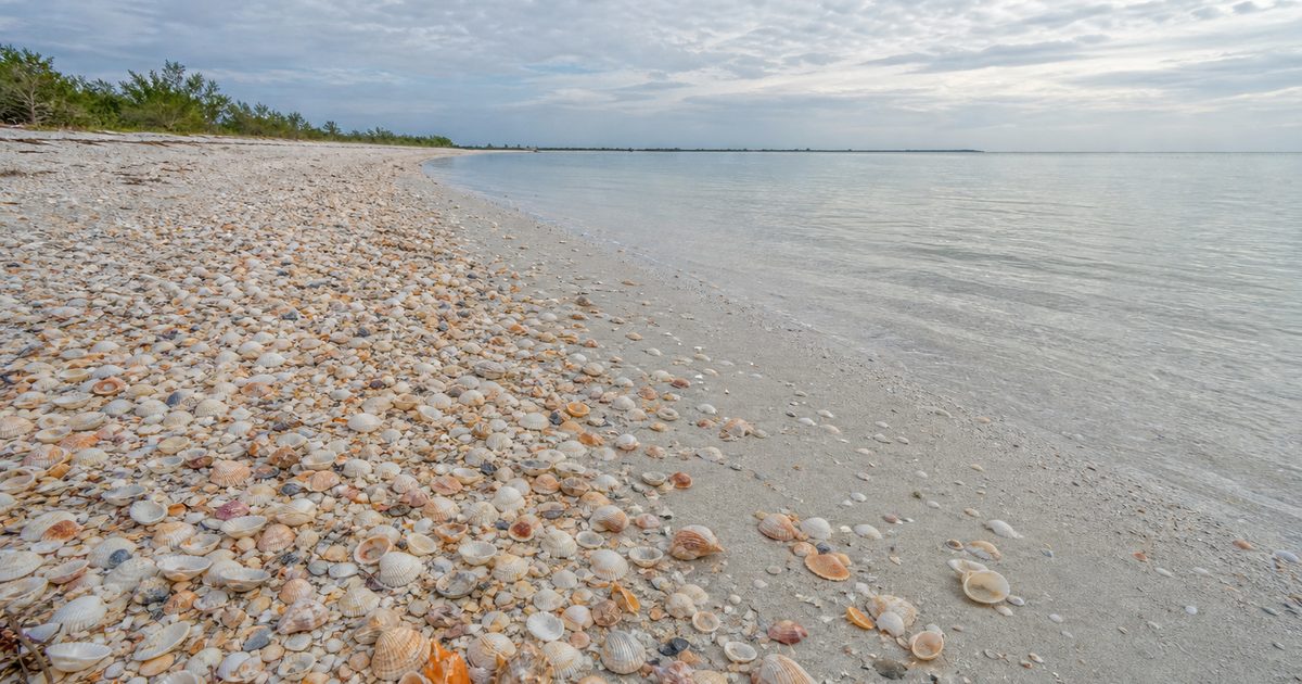 Sanibel Island Shells: Why This Gulf Coast Island Collects the Sea’s Debris So Well