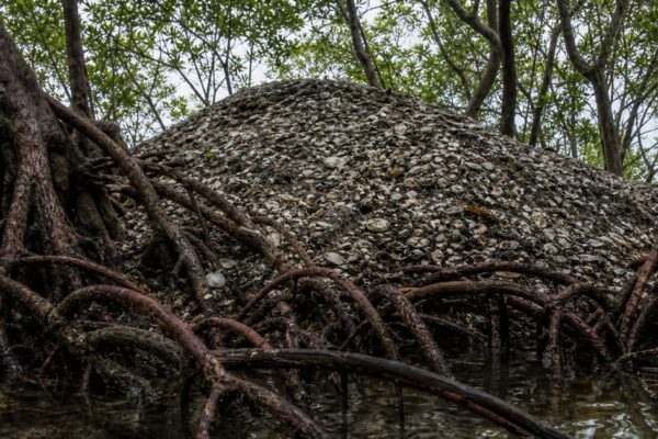 The Calusa Legacy and Mangrove Ecology of Marco Island